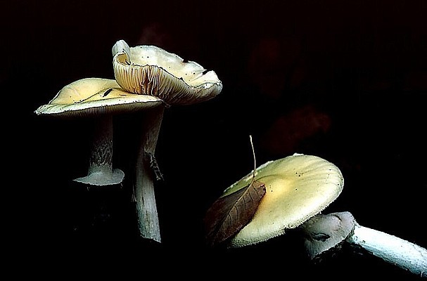 Photograph of amanita mushrooms.