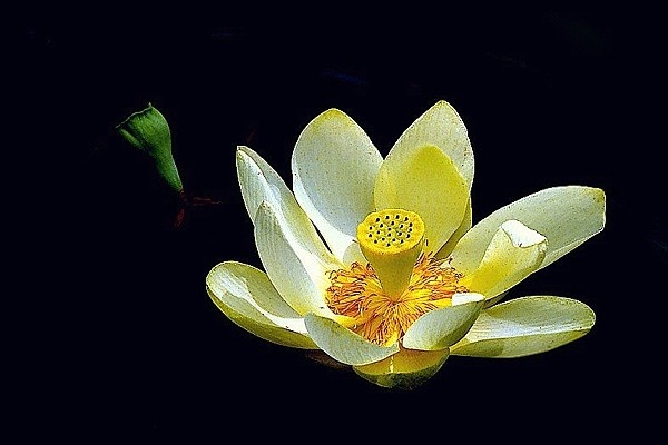 Photograph of an American lotus flower.