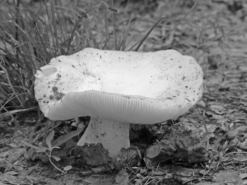 Picture of a boletus mushroom in black and white