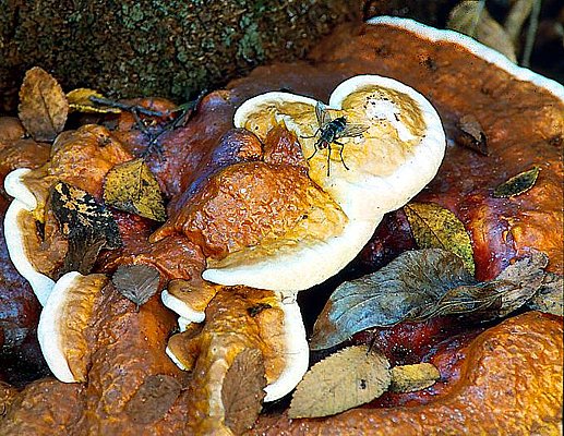 Photograph of a fly sitting on bracket fungi.