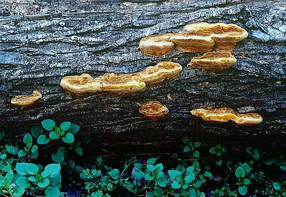 Photograph of bracket fungi on a fallen log.