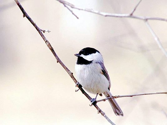 Photograph of a Carolina chickadee.