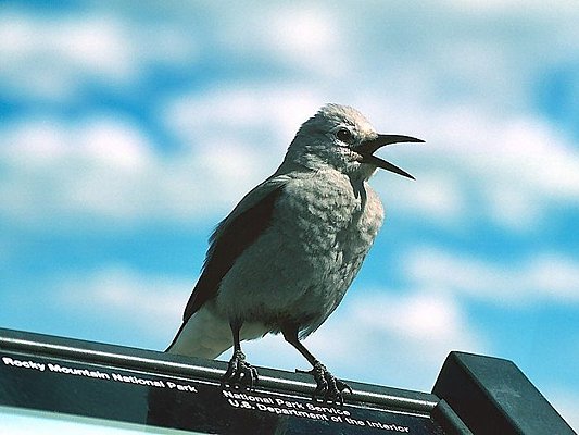 Photograph of a Clark's nutcracker.