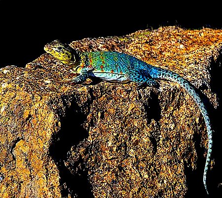 Photograph of a collard lizard.
