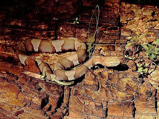 Photograph of a copperhead snake.