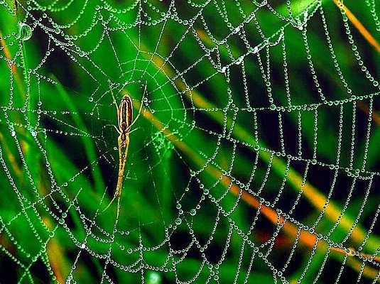Photograph of a spider web covered with morning dew.