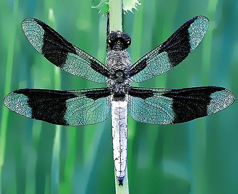 Photograph of a dragonfly.