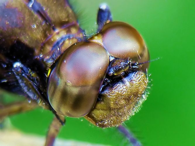 photograph of dragonfly eyes