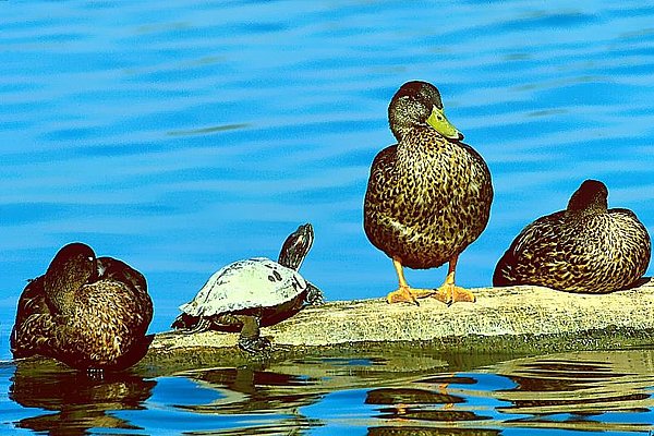 Photograph of ducks and a turtle sharing a log.