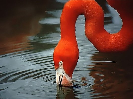 Photograph of a feeding flamingo - Fort Worth Zoo.