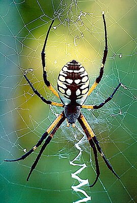 Photograph of a garden spider.