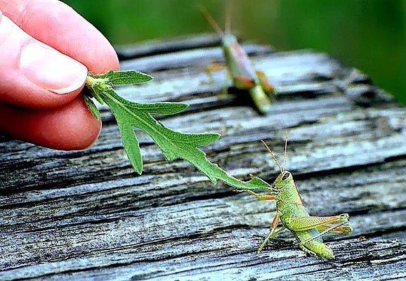 Photograph of a grasshopper being hand-fed.