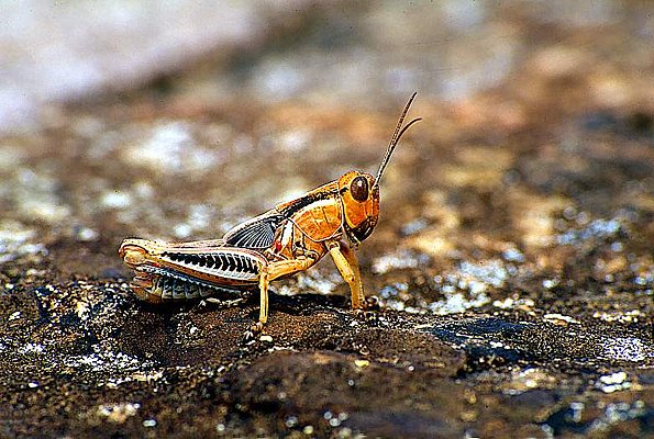 Photograph of a grasshopper nymph.