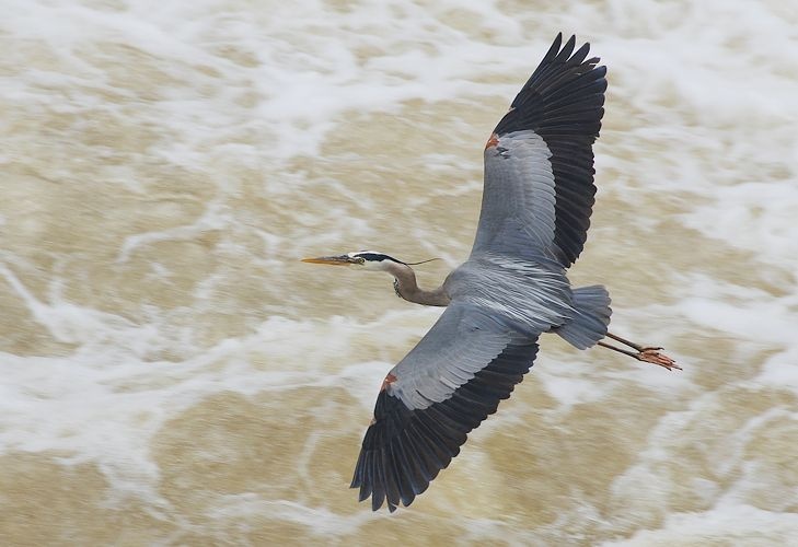 Photo of great blue heron in flight. Photograph of great blue heron by Tom Griffin