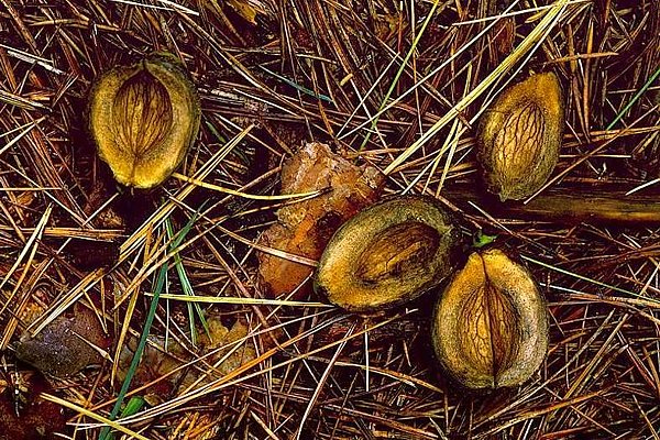 Picture of Hickory nuts.