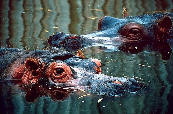 Picture of hippos wallowing in water.