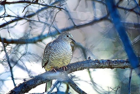 Picture of an Inca dove.