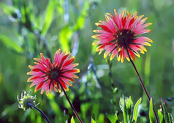 Picture of an Indian blanket flowers - Tandy Hills, Texas