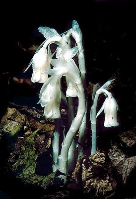 Picture of an Indian pipes.