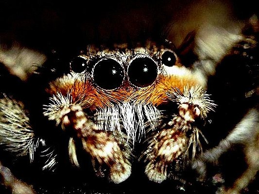 Picture of jumping spider eyes.