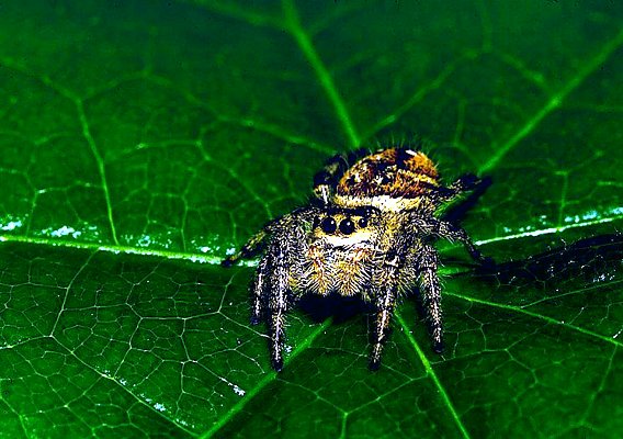 Picture of a jumping spider.
