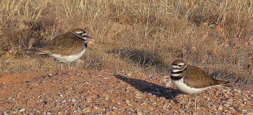 Picture of a killdeer at Lake Arrowhead State Park.