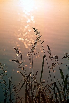 Picture of a shoreline grass.