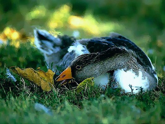 Photograph of a goose.