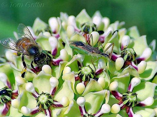Picture of insects on a milkweed flower.