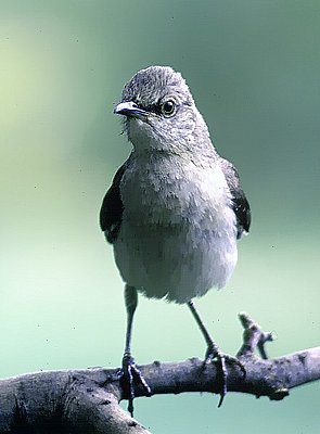 Picture of a northern mockingbird.