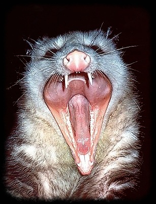 http://www.fwnp.com/opossum-teeth.jpg