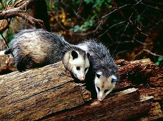 Picture of a pair of Virginia opossums.
