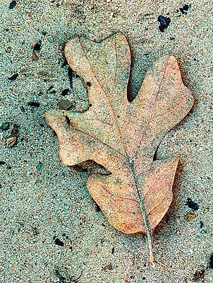 Picture of a post oak leaf.