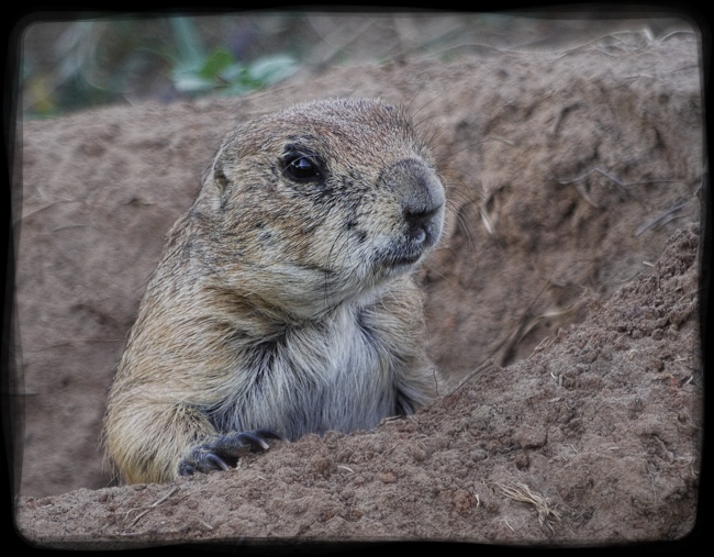 Photograph of Oklahoma Prairie Dog