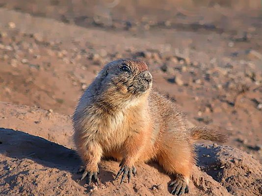 Photograph of an alert prairie dog.