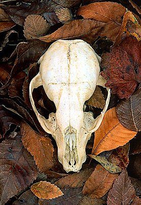 Picture of a raccoon skull.