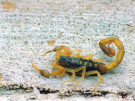 Picture of a scorpion.