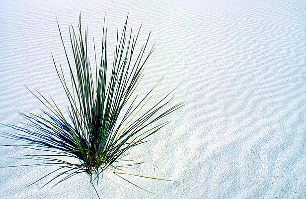 Picture of White Sands National Monument, New Mexico.