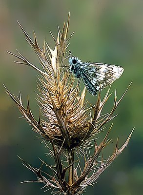 Picture of a skipper butterfly on an eryngo flower.