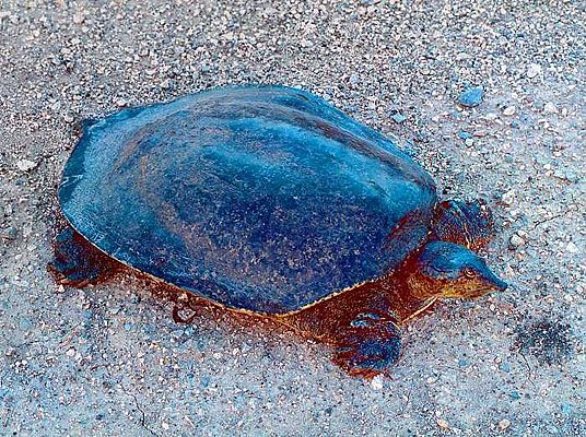 Picture of a soft shelled turtle.