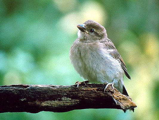 Picture of a sparrow.