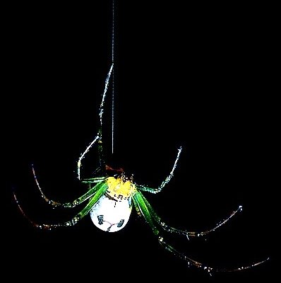 Picture of a spider hanging by its dragline. Canon AE-1, bellows, 135mm lens.