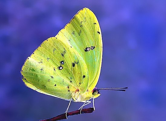 Picture of a sulphur butterfly.