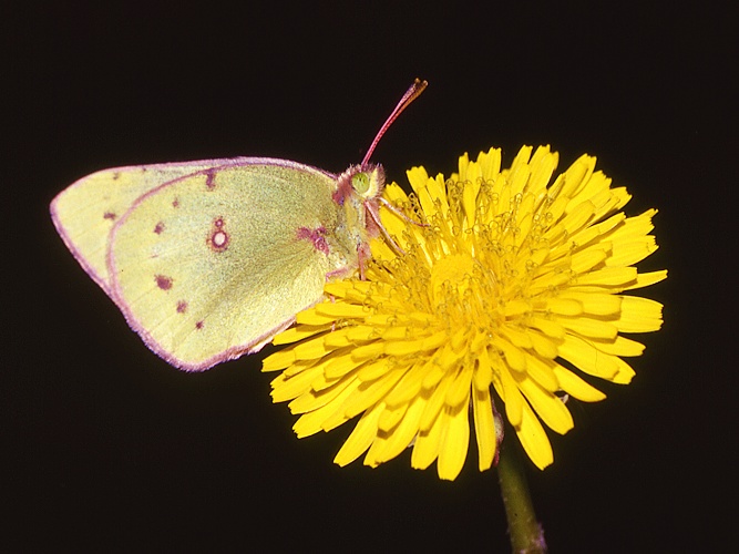 Picture of a sulphur butterfly on a dandelion flower.