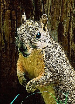 Picture of a surprised red fox squirrel.