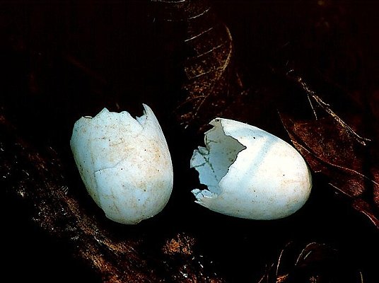 Picture of recently hatched turtle eggs.