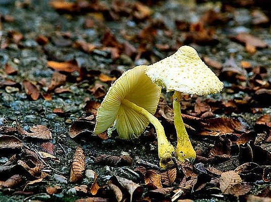 Picture of two mushrooms.