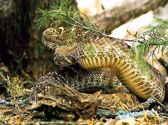 Picture of a Western Diamondback Rattlesnake.