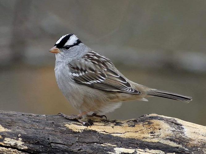 photograph of white crowned sparrow
