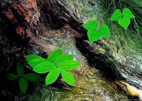 Picture of woodland leaves at Watkins Glen, New York.